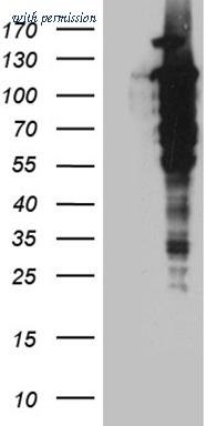 OriGene CF811855 image 1