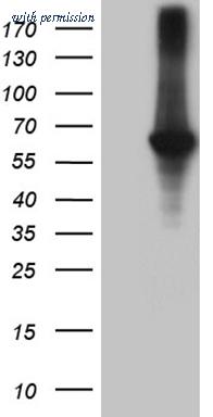 OriGene CF811857 image 1