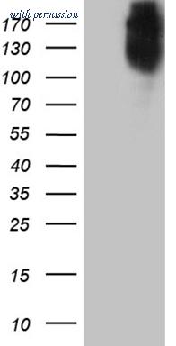 OriGene CF811858 image 1