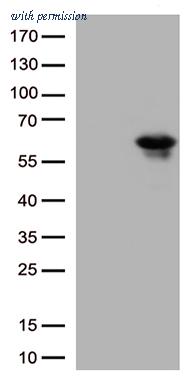 OriGene CF811879 image 1