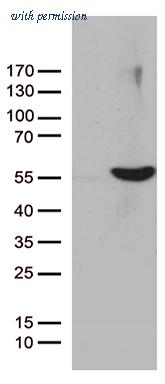 OriGene CF811880 image 1