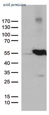 OriGene CF811881 image 1