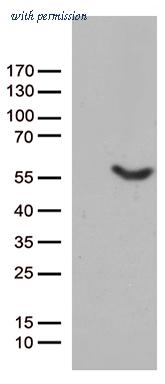 OriGene CF811882 image 1
