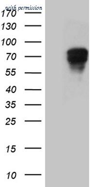 OriGene CF811909 image 1