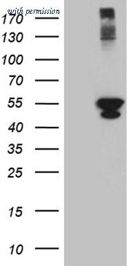 OriGene CF811921 image 1