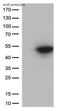 OriGene CF811933 image 1
