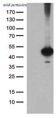 OriGene CF811938 image 1