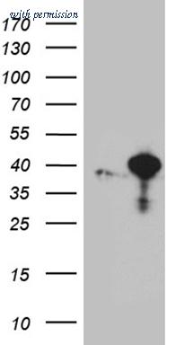 OriGene CF811944 image 1