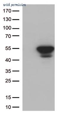 OriGene CF811952 image 1