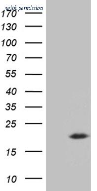 OriGene CF811956 image 1