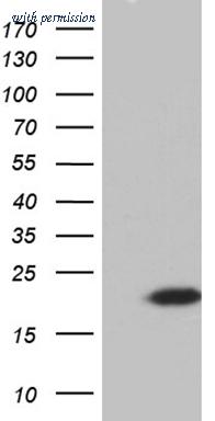 OriGene CF811958 image 1