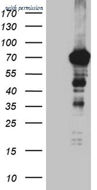 OriGene CF811972 image 1