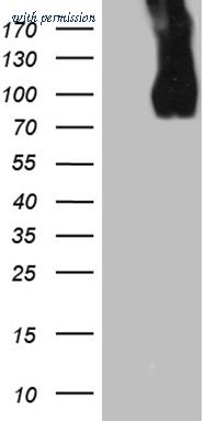 OriGene CF811974 image 1
