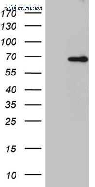 OriGene CF811977 image 1