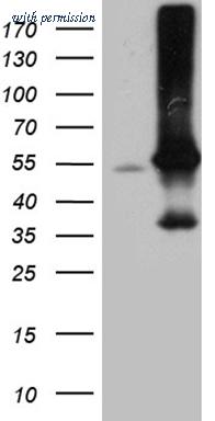 OriGene CF811978 image 1