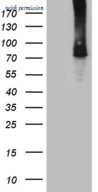 OriGene CF811993 image 1