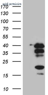 OriGene CF812013 image 1