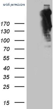 OriGene CF812019 image 1