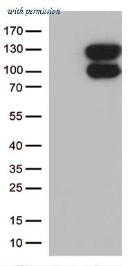 OriGene CF812020 image 1