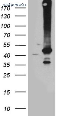 OriGene CF812023 image 1