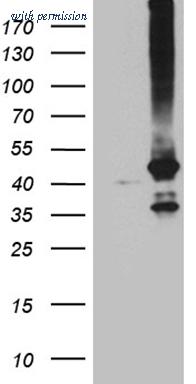 OriGene CF812024 image 1