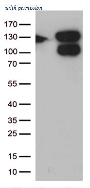 OriGene CF812028 image 1