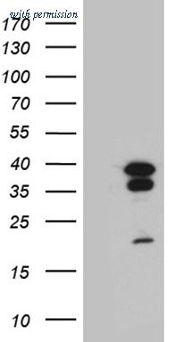 OriGene CF812057 image 1