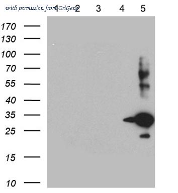 OriGene CF812060 image 1
