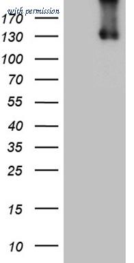 OriGene CF812086 image 1