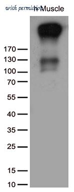 OriGene CF812109 image 1