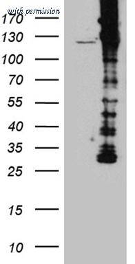 OriGene CF812128 image 1