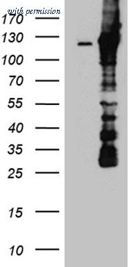 OriGene CF812129 image 1
