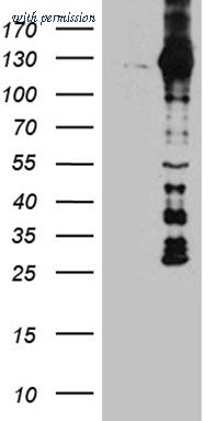 OriGene CF812130 image 1