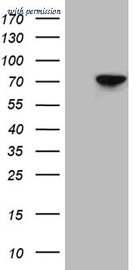 OriGene CF812131 image 1
