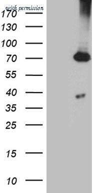 OriGene CF812133 image 1