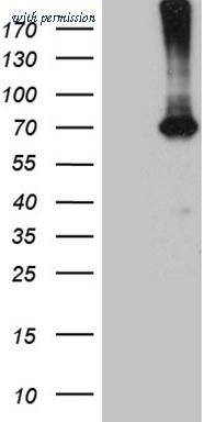 OriGene CF812135 image 1