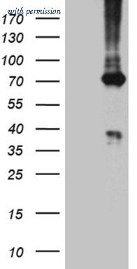 OriGene CF812136 image 1