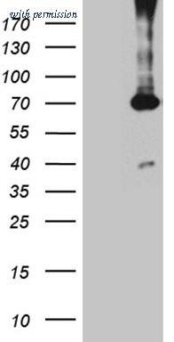 OriGene CF812137 image 1