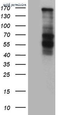 OriGene CF812161 image 1