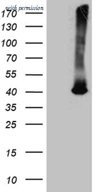 OriGene CF812166 image 1