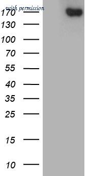 OriGene CF812211 image 1