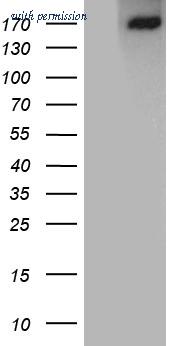 OriGene CF812212 image 1