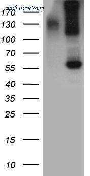 OriGene CF812213 image 1