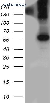 OriGene CF812214 image 1