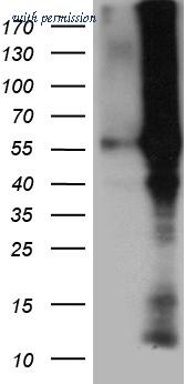 OriGene CF812215 image 1