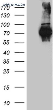 OriGene CF812224 image 1