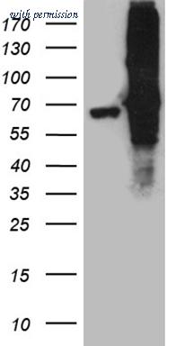 OriGene CF812228 image 1