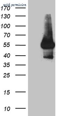 OriGene CF812231 image 1