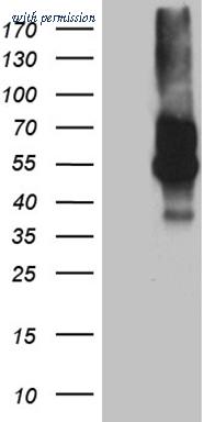 OriGene CF812262 image 1