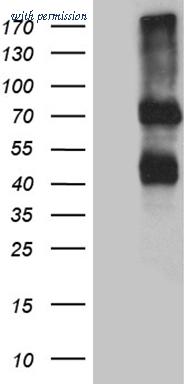 OriGene CF812264 image 1